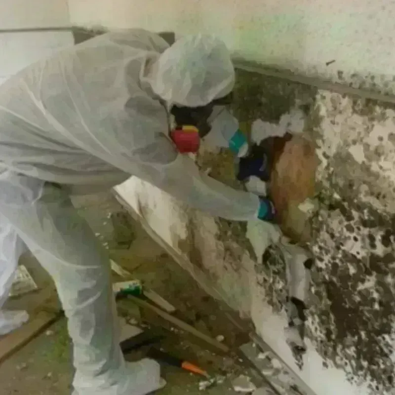 Mold Remediation and Removal in Lincoln, AL